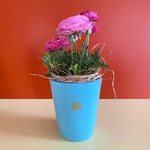 Ranunculus in a cache-pot "Spring Kiss"