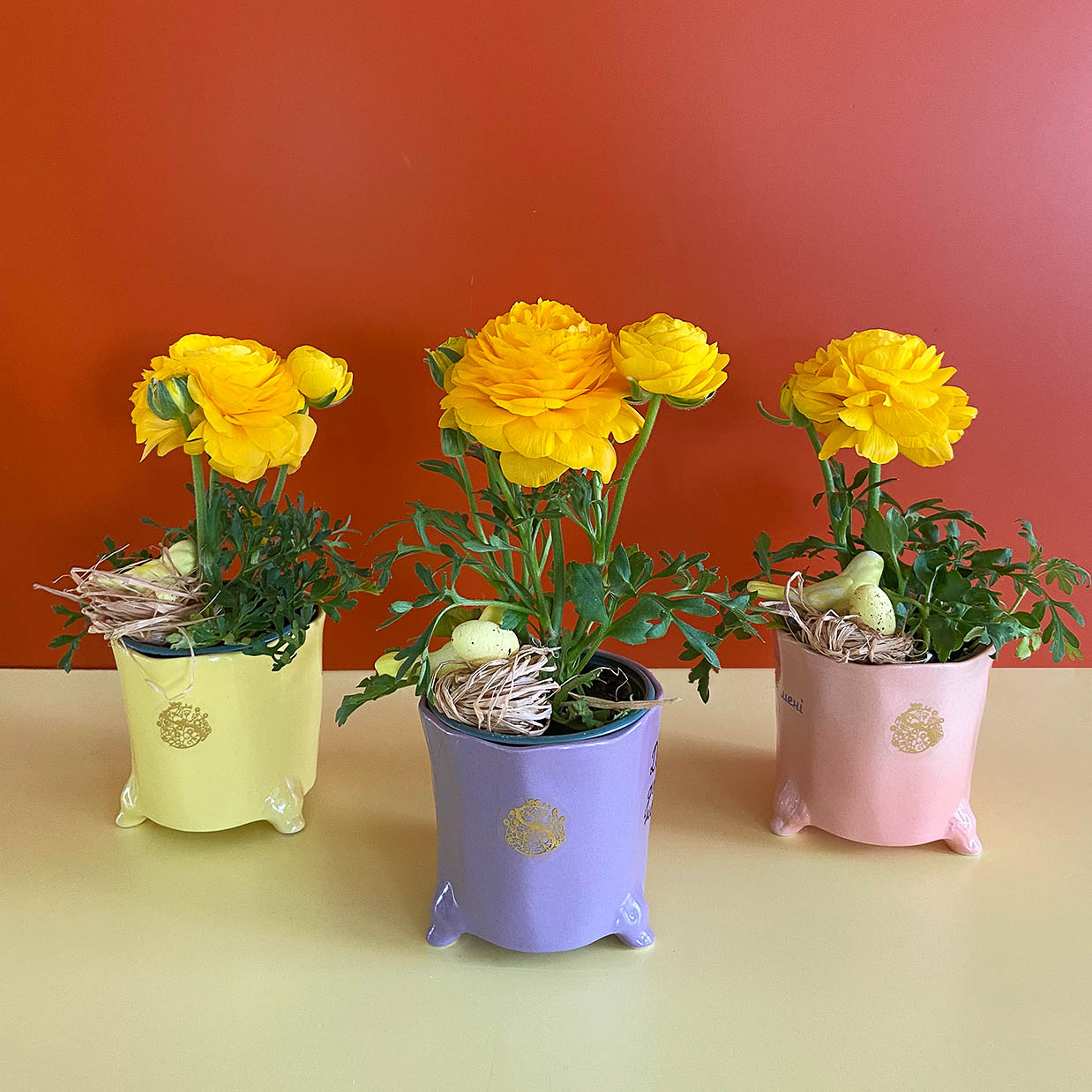 Ранункулюси в кашпо "Сонячний поцілунок" ᐈ Купити з доставкою | LoraShen