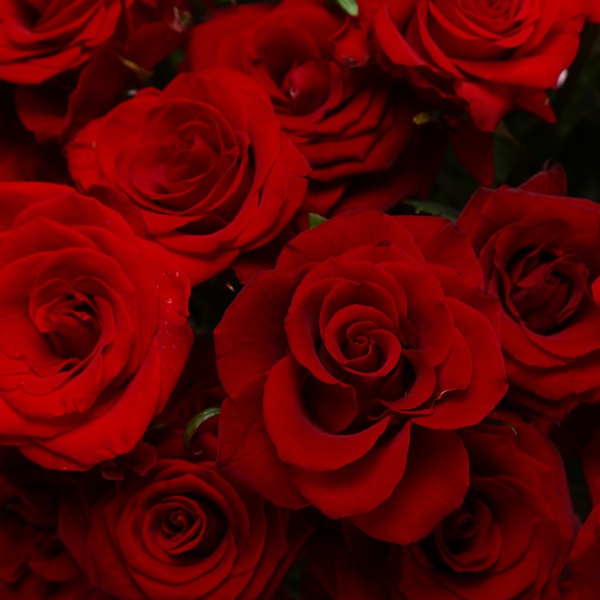 The “Marshmallow in Red” arrangement