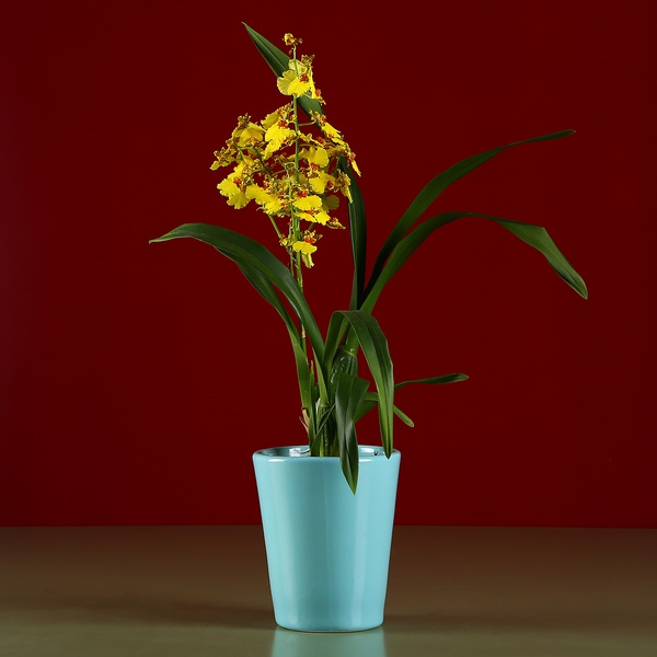 Кашпо-орхідейниця блакитне