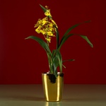 Кашпо-орхідейниця золоте