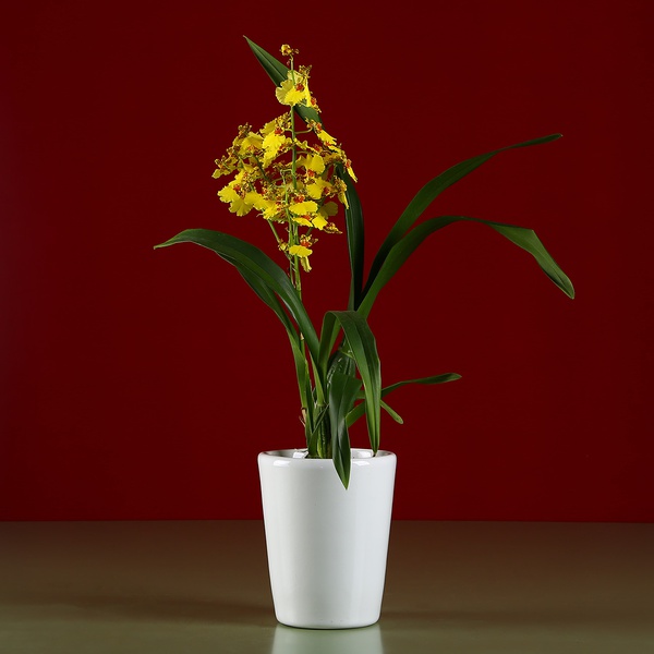 Кашпо-орхидейница белое