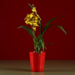 Кашпо-орхідейниця червоне