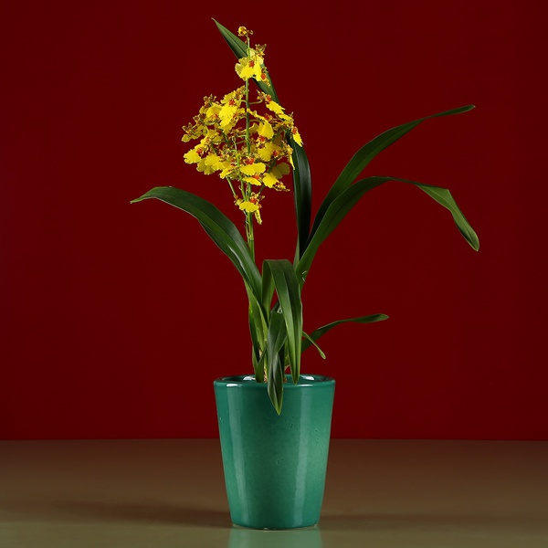 Кашпо-орхидейница зеленое