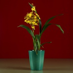 Кашпо-орхідейниця зелене