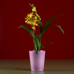Кашпо-орхидейница лиловое