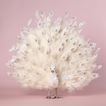 Белый Павлин