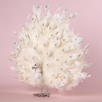 Белый Павлин