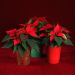 Christmas star in red flowerpot