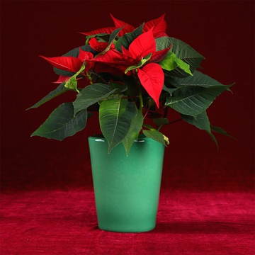 Christmas star in a green flowerpot