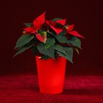 Christmas star in red flowerpot