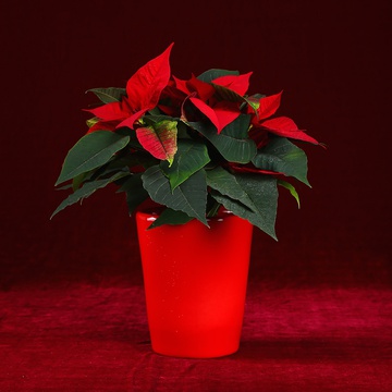 Poinsettia in red flowerpot
