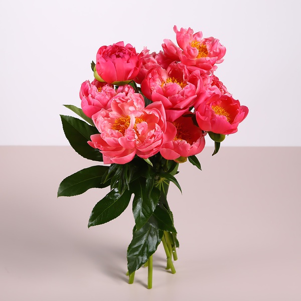 Bouquet of 9 coral peonies