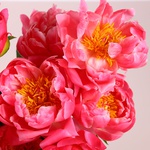 Bouquet of 9 coral peonies