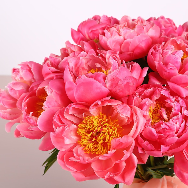 Bouquet of 15 coral peonies