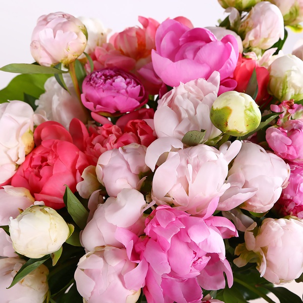 Bouquet of 51 delicate peonies