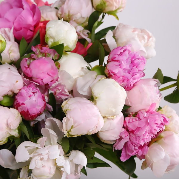Bouquet of 51 delicate peonies in a vase