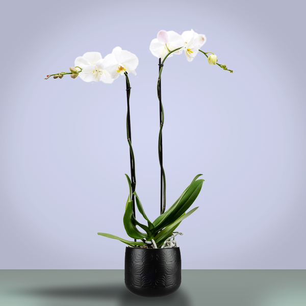 Орхидея фаленопсис королевский