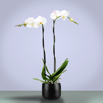 Orchid phalaenopsis royal