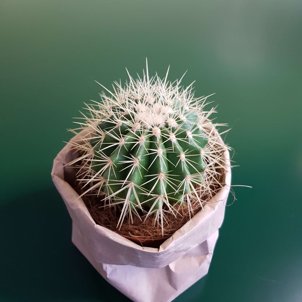 Medium cactus