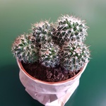 Cactus midi
