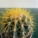 Cactus with yellow thorns