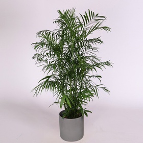 Хамедорея XL