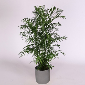 Hamedorea XL