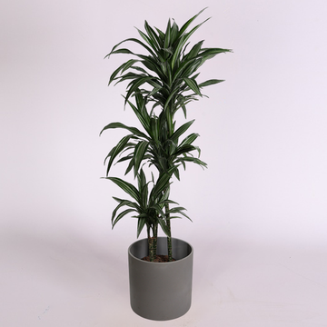 Dracaena variety Ulises