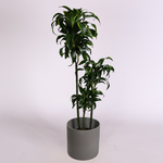 Dracaena variety Dorado