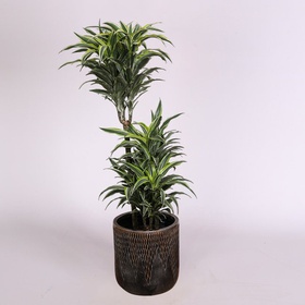 Dracaena variety Surprise