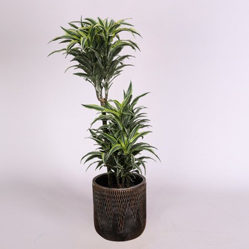 Dracaena variety Surprise