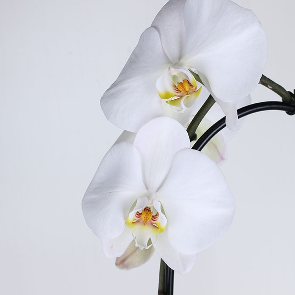 Орхидея королевская каскад