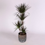 Dracaena L