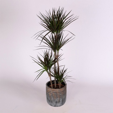 Dracaena L