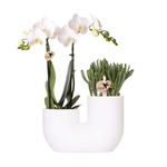 Plant set "Exquisite combination"