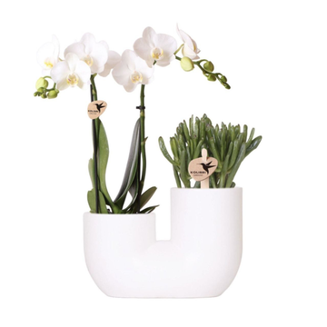 Plant set "Exquisite combination"