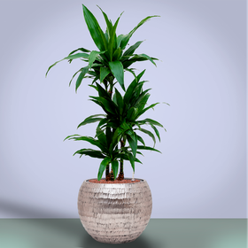 Растение Драцена «Джанет Крейг»