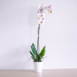 Пятнистая орхидея в кашпо