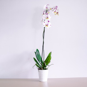 Плямиста орхідея у кашпо