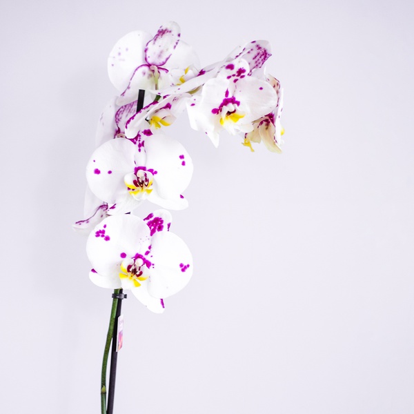 Пятнистая орхидея в кашпо