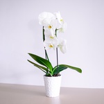 Орхідея у білому кашпо