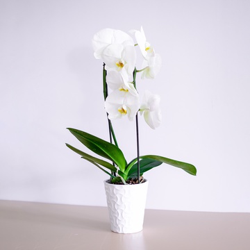 An orchid in a white pot