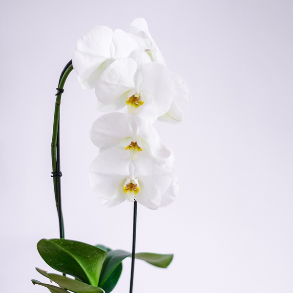 Орхідея у білому кашпо