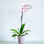 Орхідея фаленопсис  біло-рожевий