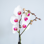 Орхидея фаленопсис  бело-розовый