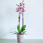 Плямиста орхідея