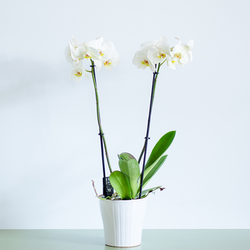Orchid Phalaenopsis white, M
