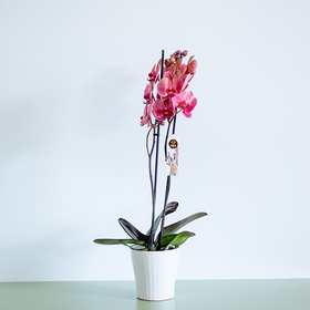 Орхидея фаленопсис коралловый
