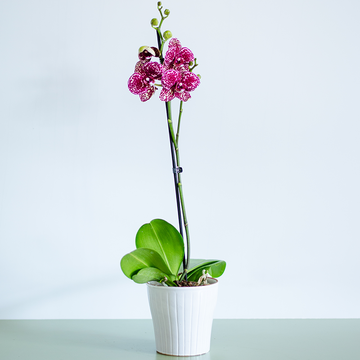 Orchid phalaenopsis violet-white